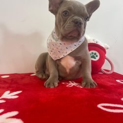 d7f7a768-add8-4af0-b623-5d2f21df9b7d